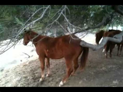 Horse fuck man ass. Like. 53% likes. Added 5 years ago; 76223 Views ; Uploader by Genthner ; Duration: 12:02 ; Best video from other sites. Best videos by our friends. 